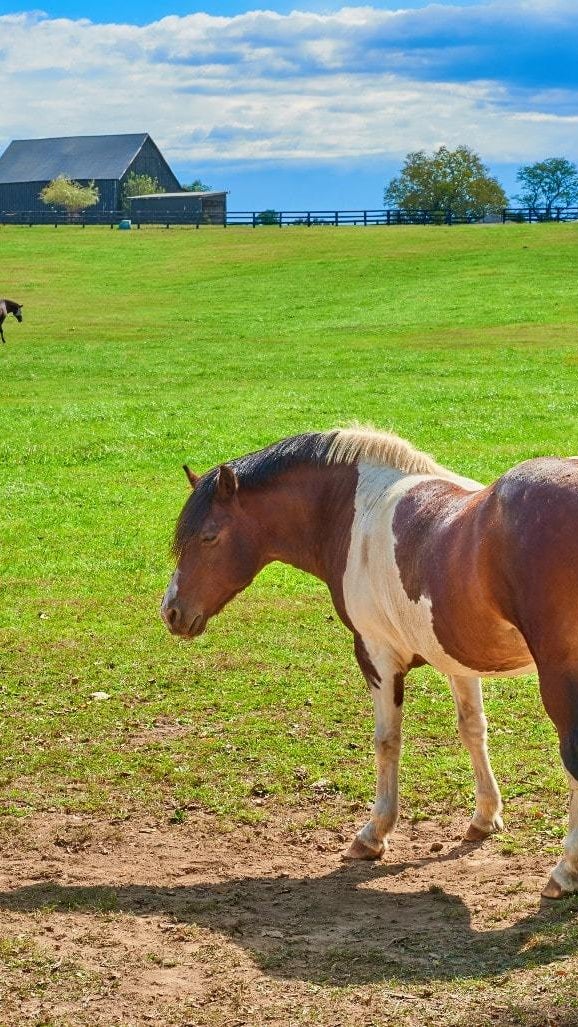 Horse Farms for Sale KY Kentucky Horse Farms for Sale